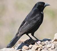 Bolivian Blackbird