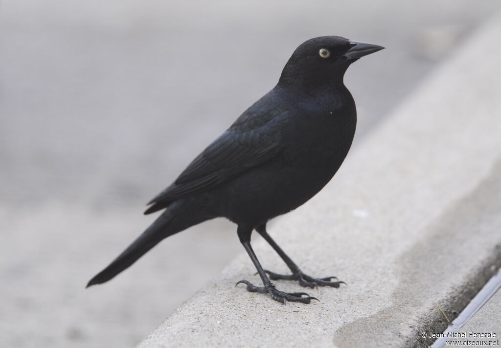 Brewer's Blackbird