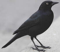 Brewer's Blackbird