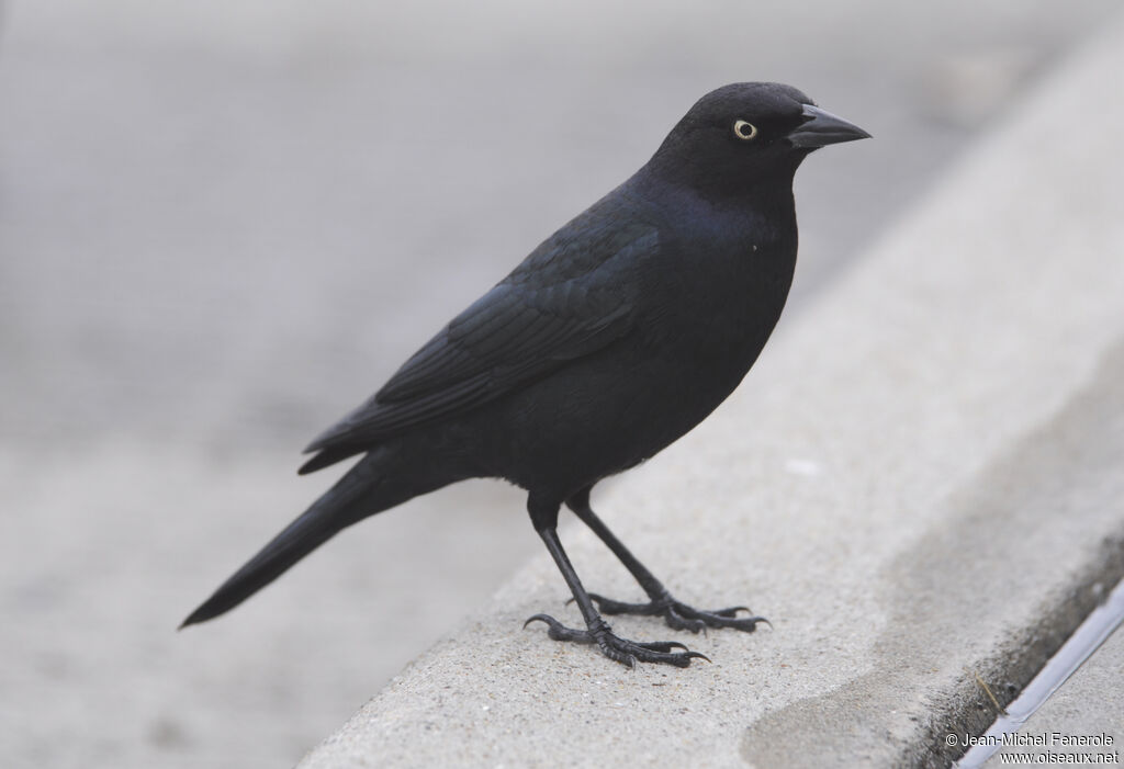 Brewer's Blackbird