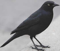 Brewer's Blackbird