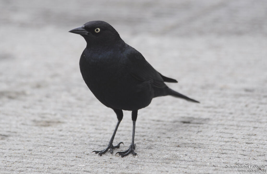 Brewer's Blackbird