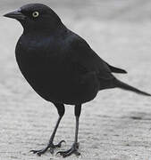 Brewer's Blackbird