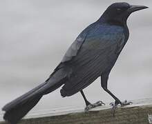 Boat-tailed Grackle