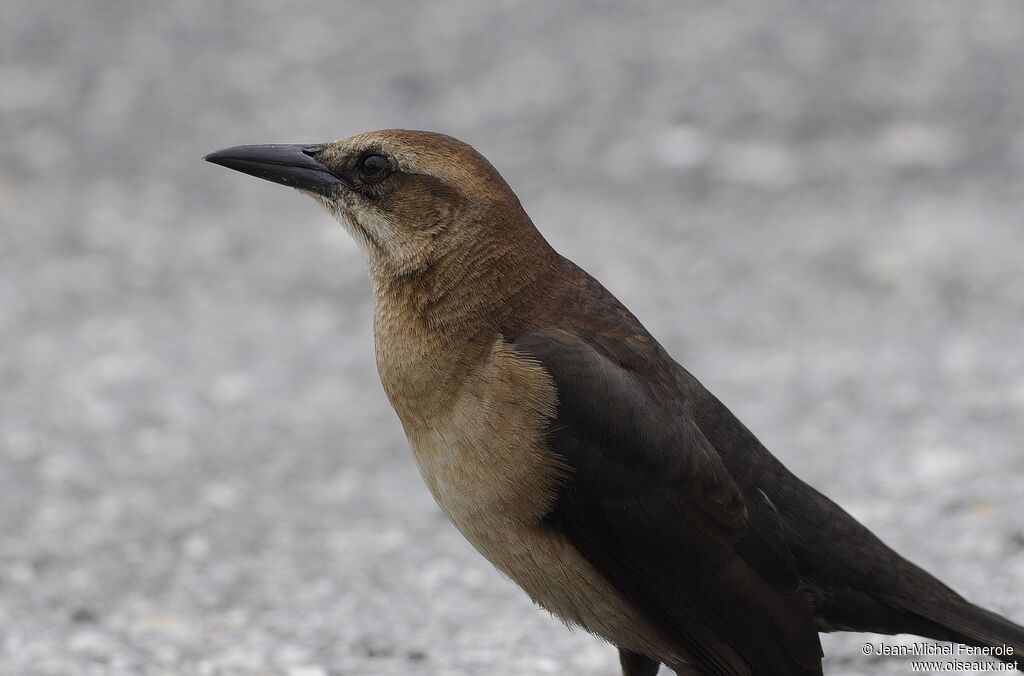 Boat-tailed Grackle