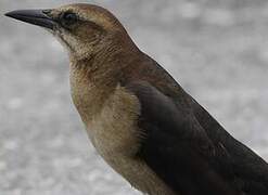 Boat-tailed Grackle