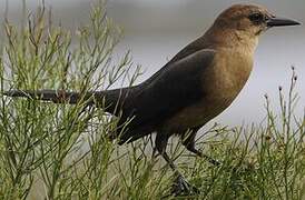 Boat-tailed Grackle