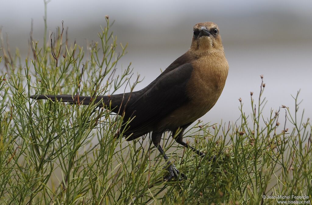 Boat-tailed Grackle