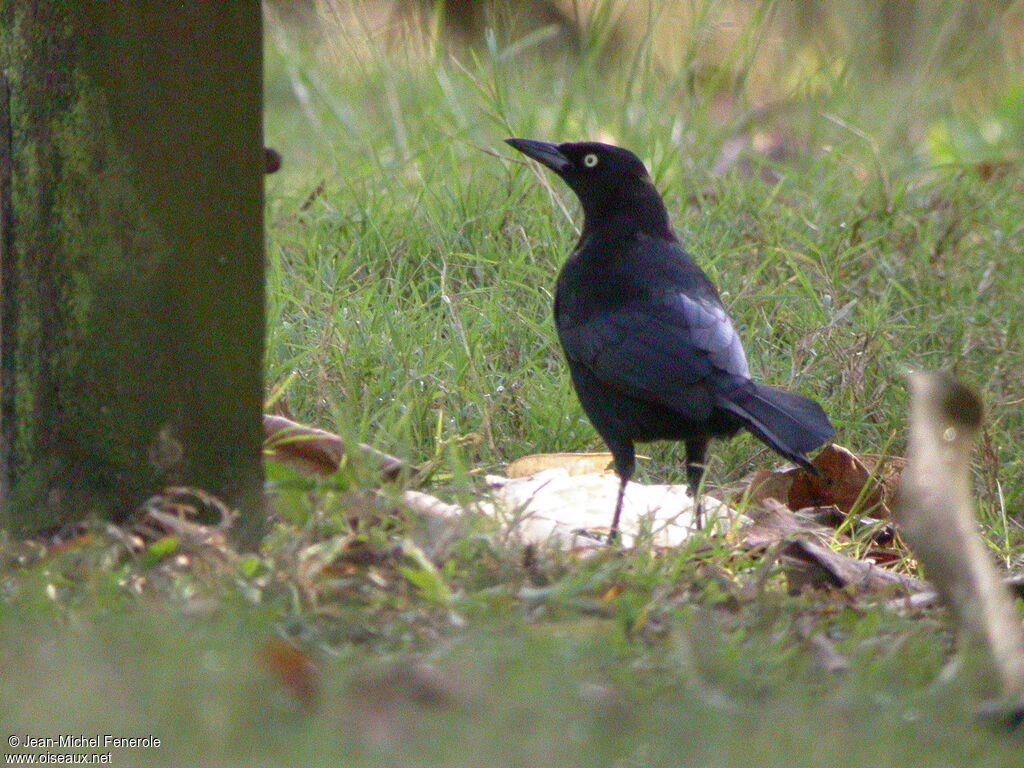 Quiscale merle mâle adulte