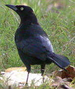 Carib Grackle