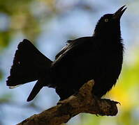 Carib Grackle