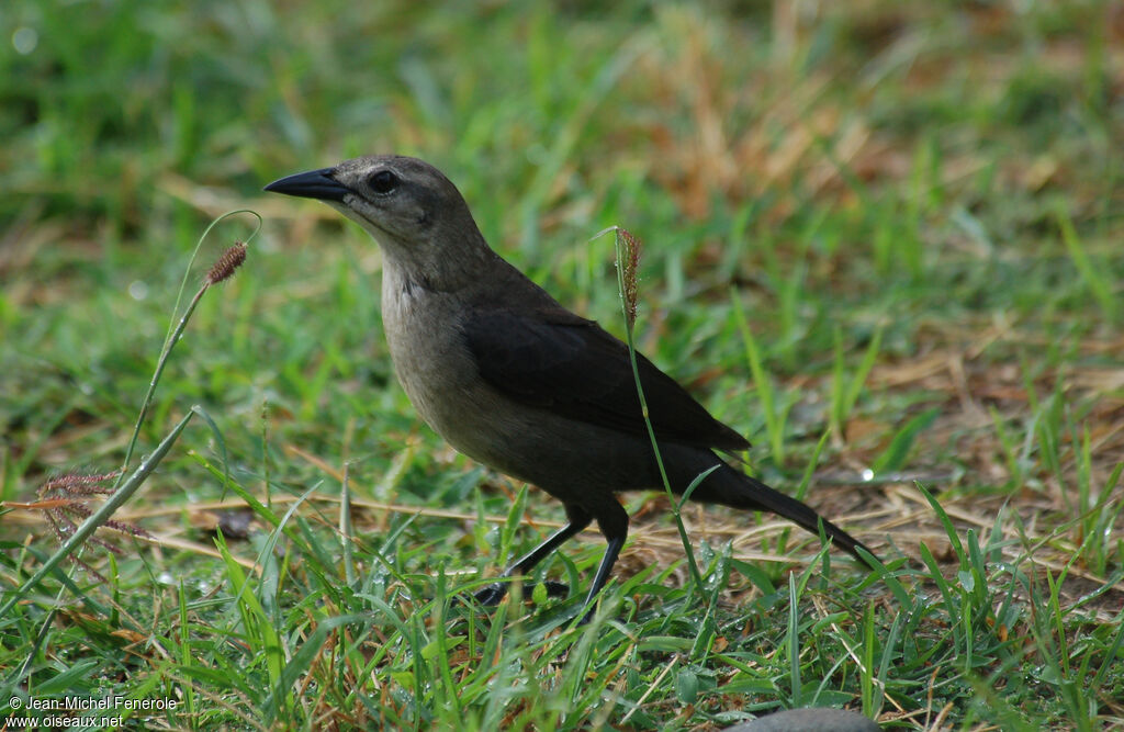 Carib Grackle female adult