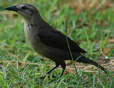 Carib Grackle