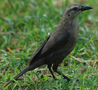 Carib Grackle