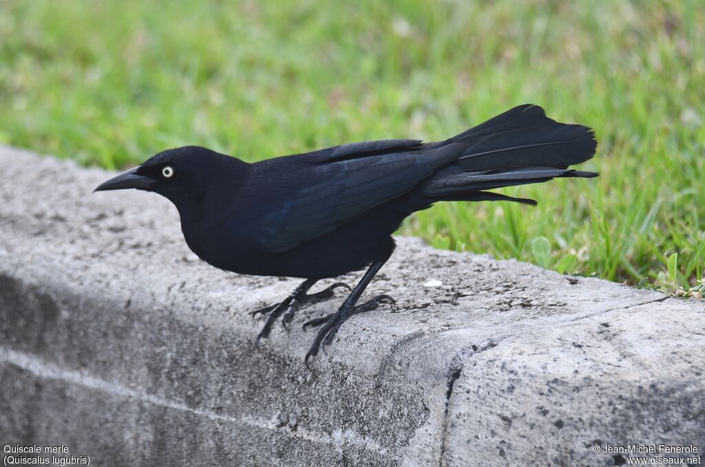 Carib Grackle