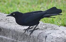 Carib Grackle