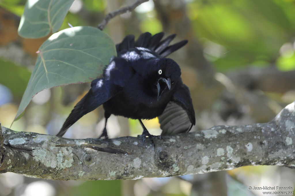 Greater Antillean Grackle male adult, Behaviour