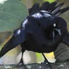 Quiscale noir