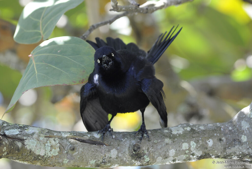 Greater Antillean Grackle male adult, Behaviour