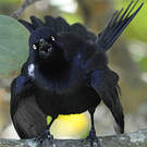 Quiscale noir