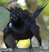 Greater Antillean Grackle