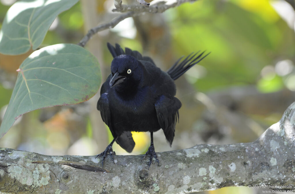 Greater Antillean Grackle male adult, Behaviour