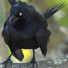 Quiscale noir