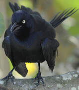 Greater Antillean Grackle