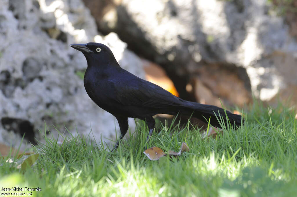 Quiscale noir mâle adulte, identification