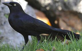 Greater Antillean Grackle