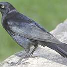Quiscale noir