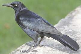 Greater Antillean Grackle