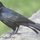 Quiscale noir
