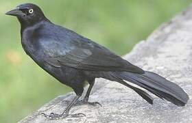 Greater Antillean Grackle