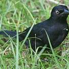 Quiscale noir