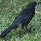 Quiscale noir