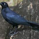 Quiscale noir