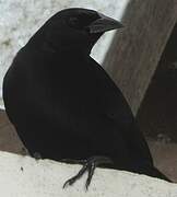 Cuban Blackbird