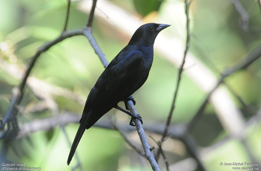 Cuban Blackbird