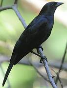 Cuban Blackbird