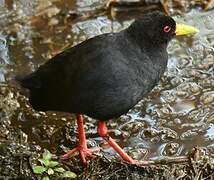 Black Crake