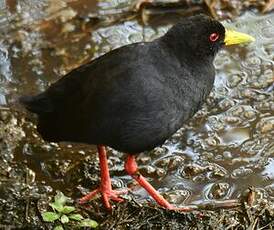 Râle à bec jaune