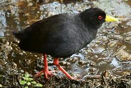 Black Crake