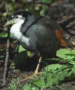 White-breasted Waterhen