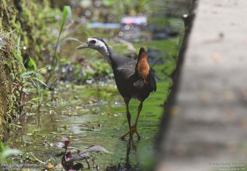 White-breasted Waterhen