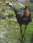 White-breasted Waterhen