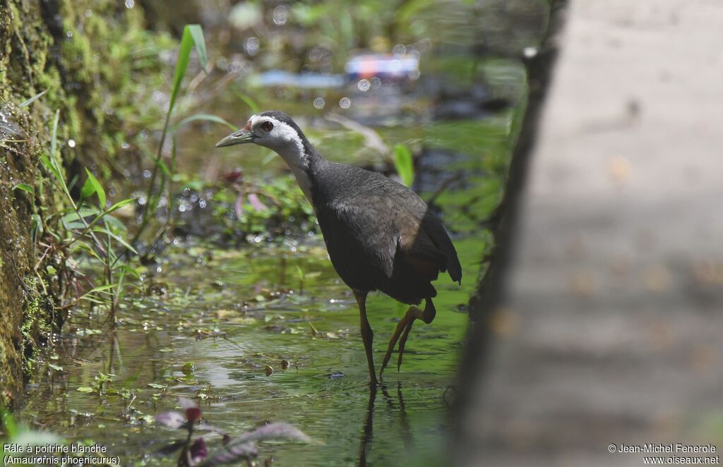 White-breasted Waterhen