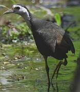 White-breasted Waterhen