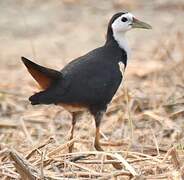 White-breasted Waterhen