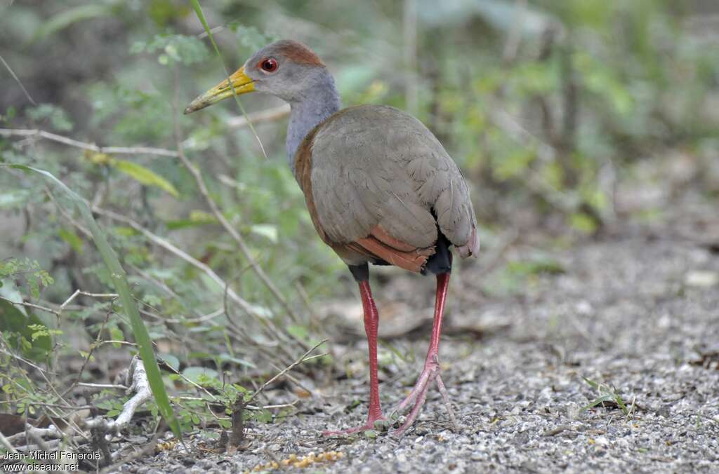 Russet-naped Wood Rail